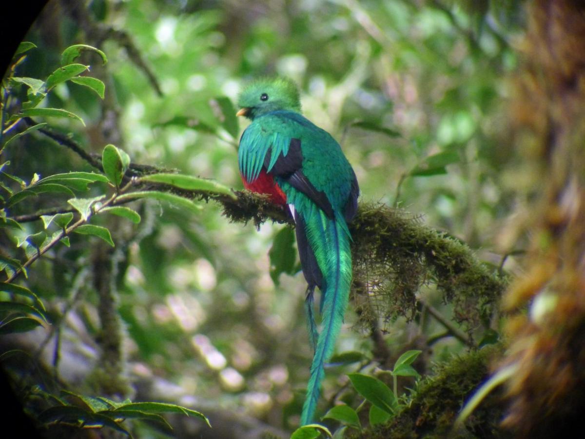 Monteverde Lodge & Gardens By Boeena ภายนอก รูปภาพ